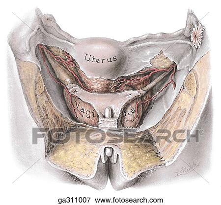 Uterus and broad ligament. A. Uterus, in situ. The pubic bones and the bladder, trigone excepted, are removed. Observe the ureters, trigone of bladder, and urethra in relation to the asymmetrically placed uterus and vagina. View Large Illustration Stock Illustration - Uterus and broad ligament. A. Uterus, in situ. The pubic bones and the bladder, trigone excepted, are removed. Observe the ureters, trigone of bladder, and urethra in relation to the asymmetrically placed uterus and vagina.. Fotosearch
