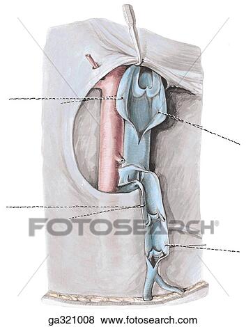 Stock Illustration - Valves of proximal part of femoral and great saphenous veins, anterior view. A. Structure of valves. The valve is usually composed of two cusps and permits blood flow toward the heart, but not in the reverse direction.. Fotosearch