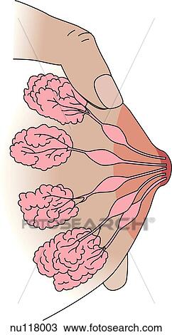 Anterior view of thoracic area of woman manually expressing breast milk. Thumb is positioned on top of breast at outer limit of areola, fingers underneath. Milk flows into a collecting jar under nipple. View Large Illustration Drawing - Anterior view of thoracic area of woman manually expressing breast milk. Thumb is positioned on top of breast at outer limit of areola, fingers underneath. Milk flows into a collecting jar under nipple.. Fotosearch