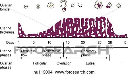 Stock Illustration - Illustration depicting the ovarian events and uterine changes during the menstrual cycle.. Fotosearch