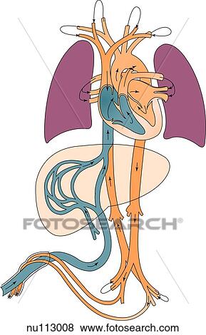 Stock Illustration - Schematic illustration depicting the flow of blood within a fetus.. Fotosearch
