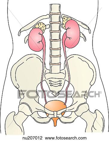 Anterior view of the urinary system (kidney, ureters, and bladder). Boney structures are also shown as landmarks. View Large Illustration Drawing - Anterior view of the urinary system (kidney, ureters, and bladder). Boney structures are also shown as landmarks.. Fotosearch