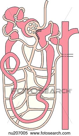 Basic structure of a nephron with its accompanying blood vessels. View Large Illustration Stock Illustration - Basic structure of a nephron with its accompanying blood vessels.. Fotosearch