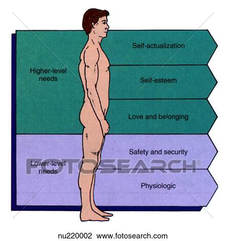 Drawing - Chart illustrating the theory of Maslow's hierarchy of basic human needs.. Fotosearch