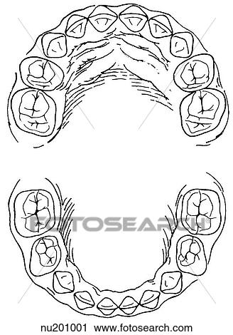clipart of illustration of a deciduous baby set of teeth top dental arch
