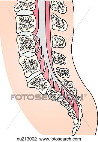 Sagittal view of the spinal column with a normal spinal cord. View Large Illustration Drawing - Sagittal view of the spinal column with a normal spinal cord.. Fotosearch