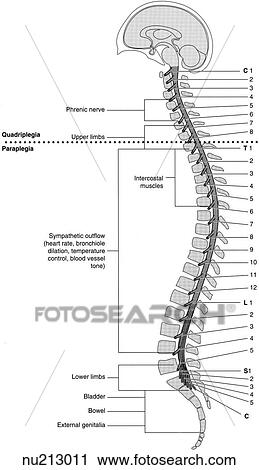Clipart of Simple drawing of brain, skull, spinal cord and vertebrae
