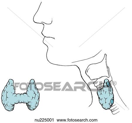 Clip Art - Simple drawing of (right) lateral view of lower portion of head and neck showing location of thyroid and parathyroid glands. Drawing on left shows anterior view of thyroid gland alone.. Fotosearch