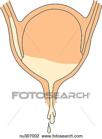 イラスト 提示 A 膀胱 再フラクシング に Ureters で Voiding スケッチ Nu Fotosearch