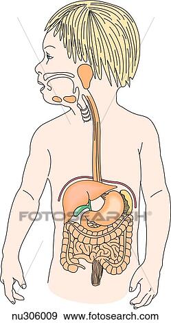 前方の眺め の 幼児 提示 胃腸 Tract イラスト Nu Fotosearch