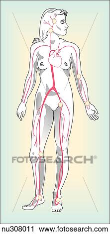 Anterior view of adult female with major arteries shown. Circles represent the main areas for assessing pulses. View Large Illustration Clip Art - Anterior view of adult female with major arteries shown. Circles represent the main areas for assessing pulses.. Fotosearch
