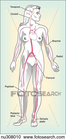 Clipart - Anterior view of adult female with major arteries shown. Circles represent the main areas for assessing pulses.. Fotosearch