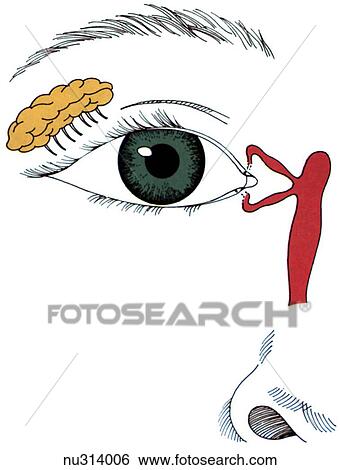 Anterior view of the eye and surrounding structures including the lacrimal gland and tear ducts. View Large Illustration Stock Illustration - Anterior view of the eye and surrounding structures including the lacrimal gland and tear ducts.. Fotosearch