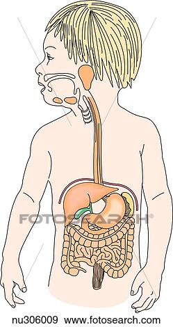 Stock Illustration - Anterior view of young child showing gastrointestinal tract.. Fotosearch