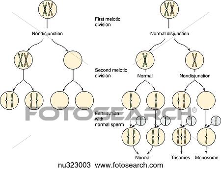 Drawing - Cells showing chromosome count after meiotic divisions. Left: nondisjunction shown at first meiotic division resulting in uneven distribution of chromosomes. Right: nondisjunction occuring at second meiotic division resulting in one normal pair, one t. Fotosearch