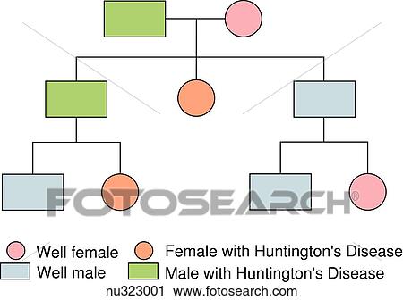 Family pedigree showing autosomal dominant inheritance. Green square indicates male with Huntington's disease. Blue square indicates well male. Orange circle indicates female with Huntington's disease. Pink circle indicates well female. View Large Illustration Clip Art - Family pedigree showing autosomal dominant inheritance. Green square indicates male with Huntington's disease. Blue square indicates well male. Orange circle indicates female with Huntington's disease. Pink circle indicates well female.. Fotosearch