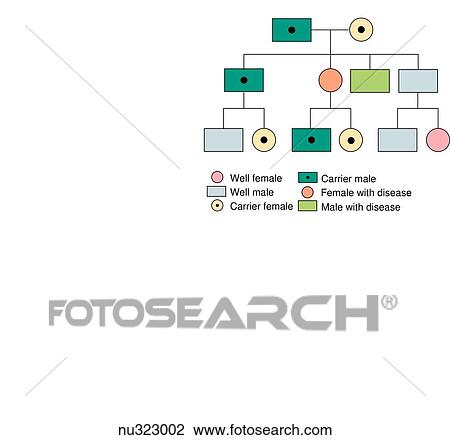 Family pedigree showing autosomal recessive inheritance. Light green square = male with disease. Blue square = well male. Dark green square = carrier male. Orange circle = female with disease. Pink circle = well female. Yellow circle = carrier femal View Large Illustration Drawing - Family pedigree showing autosomal recessive inheritance. Light green square = male with disease. Blue square = well male. Dark green square = carrier male. Orange circle = female with disease. Pink circle = well female. Yellow circle = carrier femal. Fotosearch