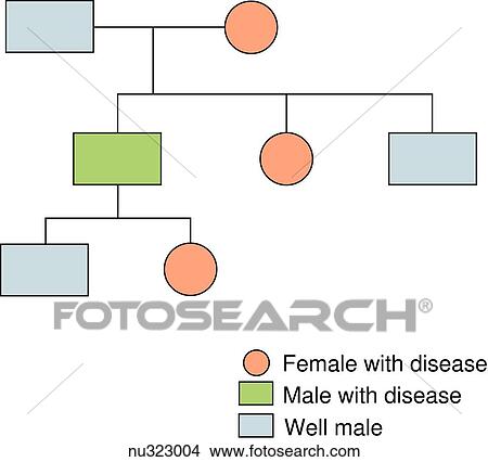 Family pedigree showing X-linked dominant inheritance. Green square indicates male with disease. Blue square indicates well male. Orange circle indicates female with disease. View Large Illustration Stock Illustration - Family pedigree showing X-linked dominant inheritance. Green square indicates male with disease. Blue square indicates well male. Orange circle indicates female with disease.. Fotosearch