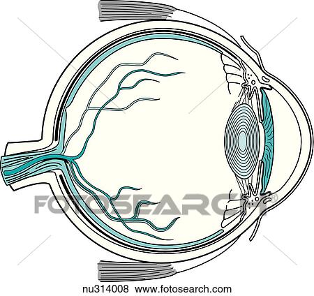 Sagittal section of eye ball and its appendages. View Large Illustration Stock Illustration - Sagittal section of eye ball and its appendages.. Fotosearch