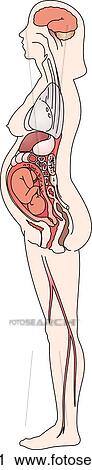 Clip Art - Sagittal view of a pregnant woman.. Fotosearch