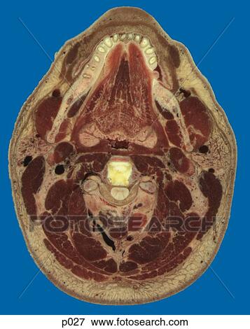 Head and Neck View Large Illustration Stock Illustration - Head and Neck. Fotosearch