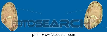 Clip Art - Legs - Feet. Fotosearch
