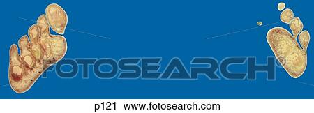 Legs - Feet View Large Illustration Clip Art - Legs - Feet. Fotosearch