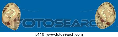 Clipart - Legs - Feet. Fotosearch