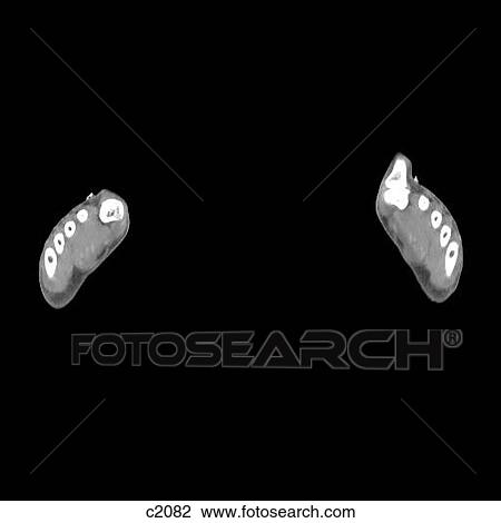 Drawing - Legs - Feet. Fotosearch