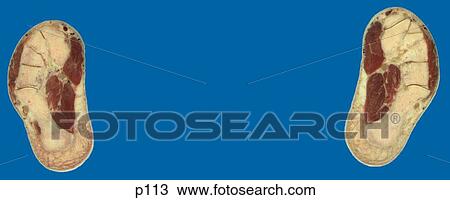 Drawing - Legs - Feet. Fotosearch