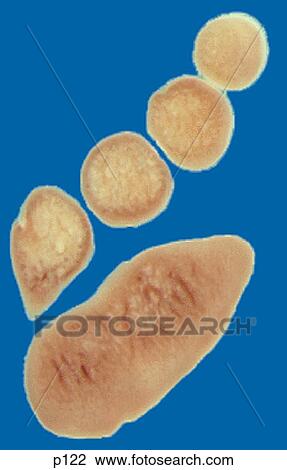 Drawing - Legs - Feet. Fotosearch