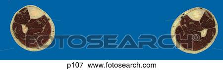 Legs - Feet View Large Illustration Stock Illustration - Legs - Feet. Fotosearch
