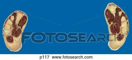 Legs - Feet View Large Illustration Stock Illustration - Legs - Feet. Fotosearch