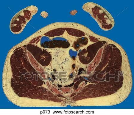Pelvis View Large Illustration Drawing - Pelvis. Fotosearch