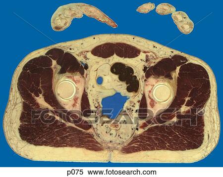 Pelvis View Large Illustration Stock Illustration - Pelvis. Fotosearch