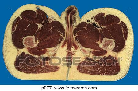 Thighs - Knee View Large Illustration Stock Illustration - Thighs - Knee. Fotosearch