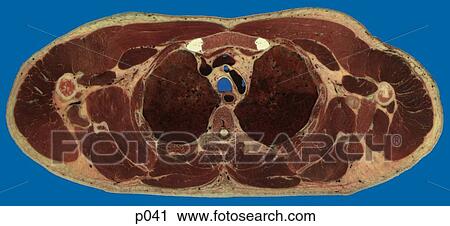 Thorax View Large Illustration Clip Art - Thorax. Fotosearch