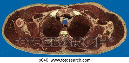 Thorax View Large Illustration Clipart - Thorax. Fotosearch