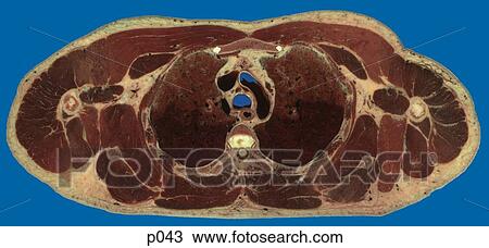 Drawing - Thorax. Fotosearch