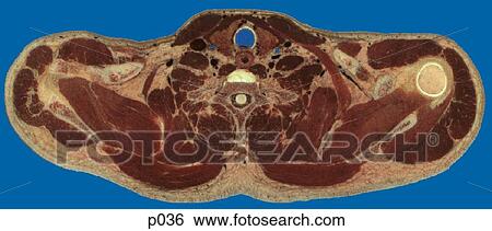 Thorax View Large Illustration Stock Illustration - Thorax. Fotosearch