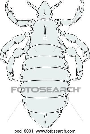 a human head louse. View Large Illustration Clip Art - a human head louse.. Fotosearch