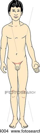 Stock Illustration - Anterior view of male child in anatomical position.. Fotosearch
