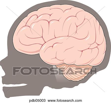 Drawing - Brain of newborn inside the skull.. Fotosearch