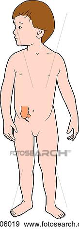 Child is shown standing with location of ileocecal junction made visible; intussusception occurs chiefly at this point. View Large Illustration Stock Illustration - Child is shown standing with location of ileocecal junction made visible; intussusception occurs chiefly at this point.. Fotosearch