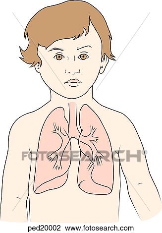 Child with lungs, trachea, and bronchii. View Large Illustration Drawing - Child with lungs, trachea, and bronchii.. Fotosearch