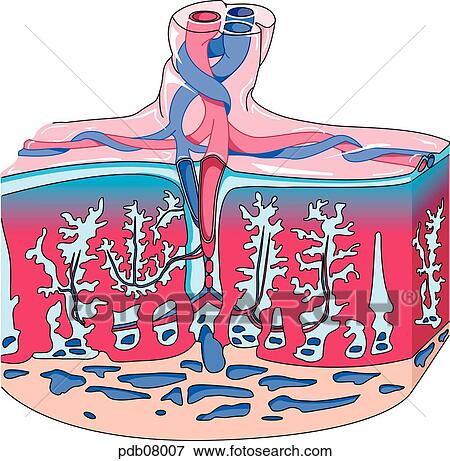 Stock Illustration - Cross-section of placenta, demonstrating distribution of blood vessels.. Fotosearch