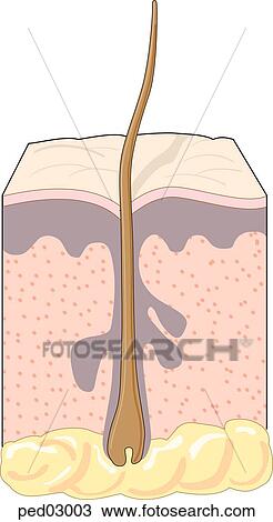Drawing - Cross-section of the skin showing a hair follicle and sebaceous gland.. Fotosearch