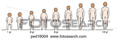 Diagram showing normal growth patterns of the lower leg in a male from 1 to 12 years of age. View Large Illustration Stock Illustration - Diagram showing normal growth patterns of the lower leg in a male from 1 to 12 years of age.. Fotosearch