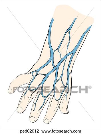 Dorsal veins of the infant hand. Drawing | ped02012 | Fotosearch