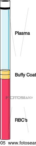 Drawing Of Collection Tube With Blood Separated Into Plasma Buffy Coat And Red Cells Stock Illustration Pdb Fotosearch